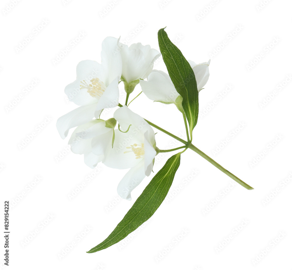 Obraz premium Branch of jasmine flowers and leaves isolated on white