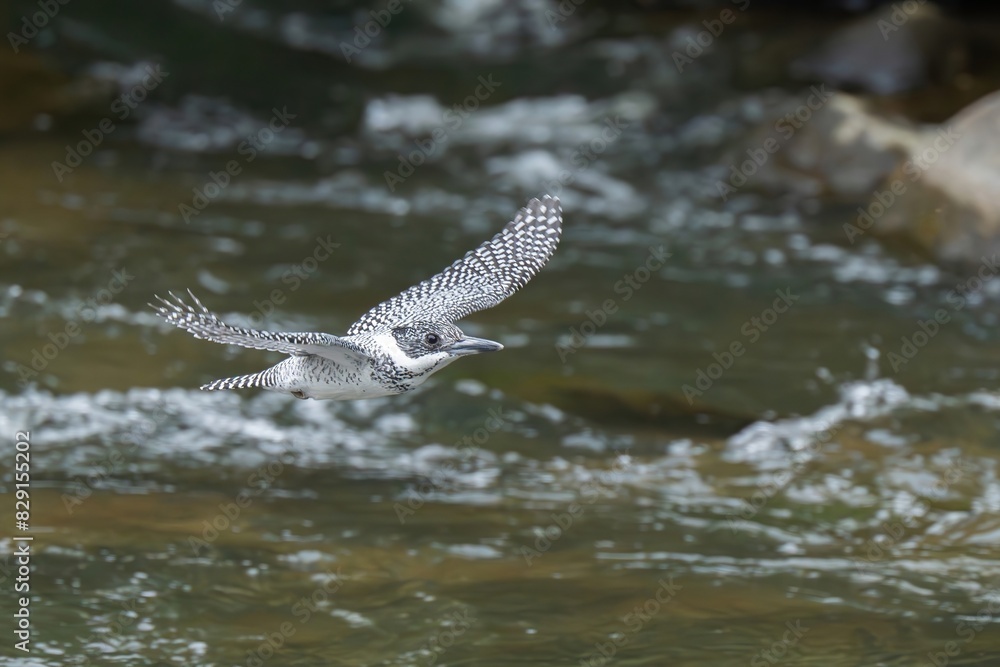 Obraz premium 清らかな渓流をバックに颯爽と飛ぶヤマセミ