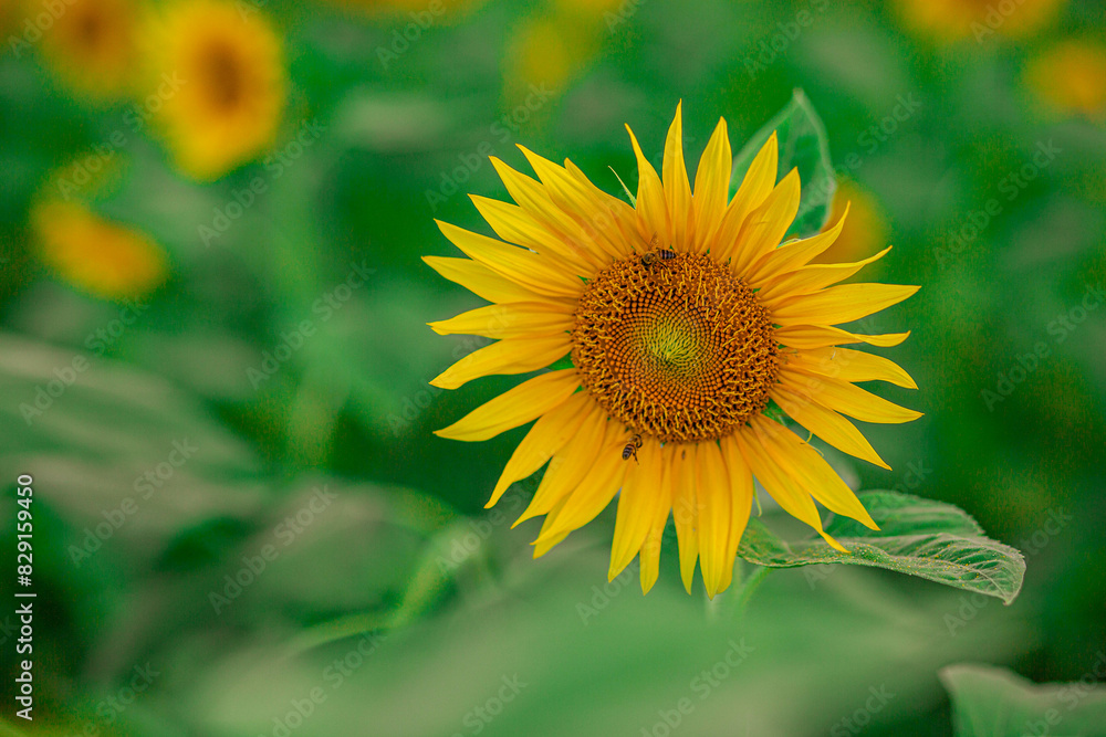 Fototapeta premium Sunflower