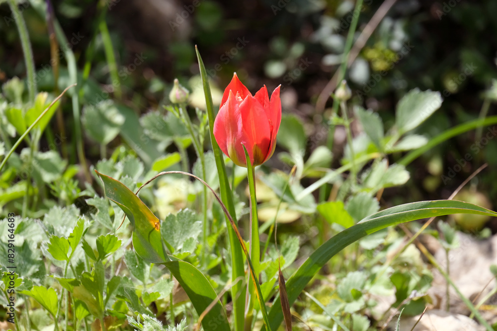 Flowering wild tulipa (lat.- Tulipa agenensis) Flowering wild tulipa (lat.- Tulipa agenensis)