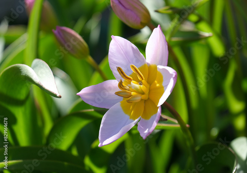 Greek and Turkish species of plant in the genus Tulipa (lat.- Tulipa saxatilis} photo