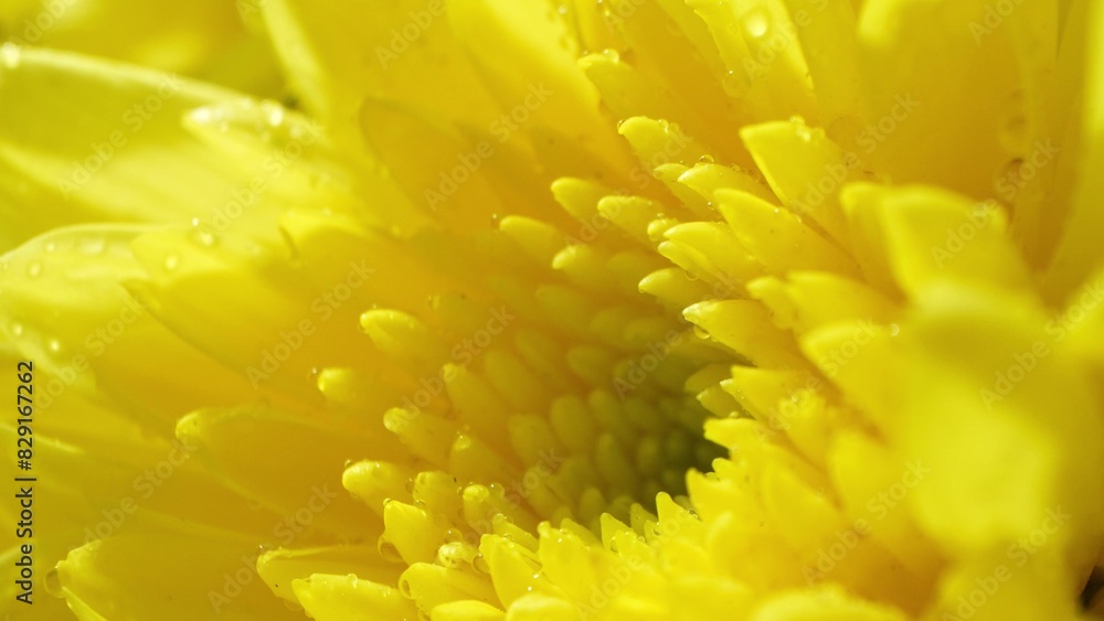In a macro view, a yellow chrysanthemum's layers unfold, each petal embellished with minute dewdrops. Its vivid hue captivates, showcasing the flower's innate elegance and minute intricacies.
In a macro view, a yellow chrysanthemum's layers unfold, each petal embellished with minute dewdrops. Its vivid hue captivates, showcasing the flower's innate elegance and minute intricacies.