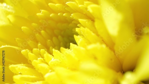 Dive into the mesmerizing world of a yellow chrysanthemum through a macro lens. Marvel at the intricate details  from dew-kissed petals to the delicate structure  revealing nature s artistry up close.