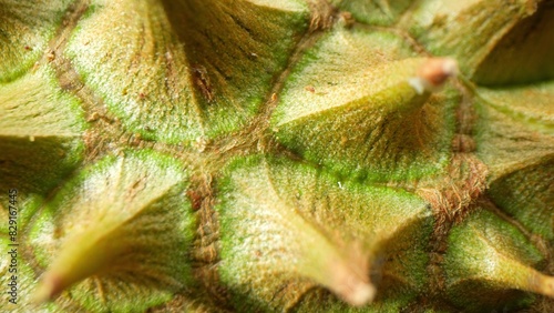 Bilde på lerret Macro lens captures durian thorns, sharp, triangular spikes in greenish-yellow