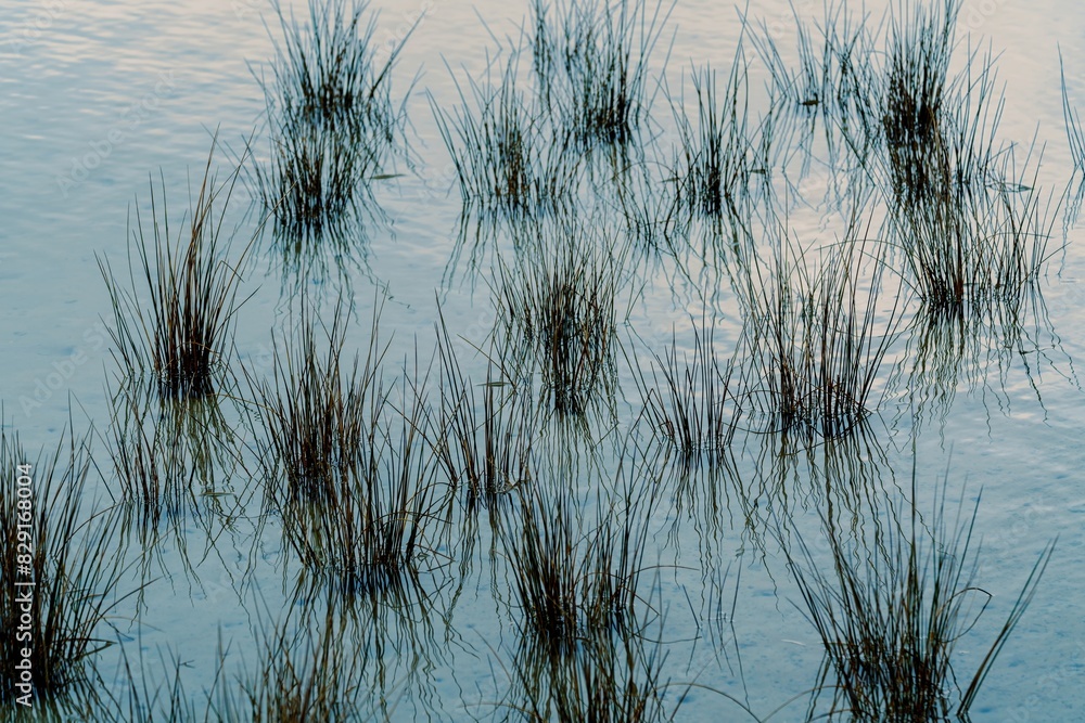 Obraz premium Texture of grass reeds in the water in Pakawau, Tasman, New Zealand.