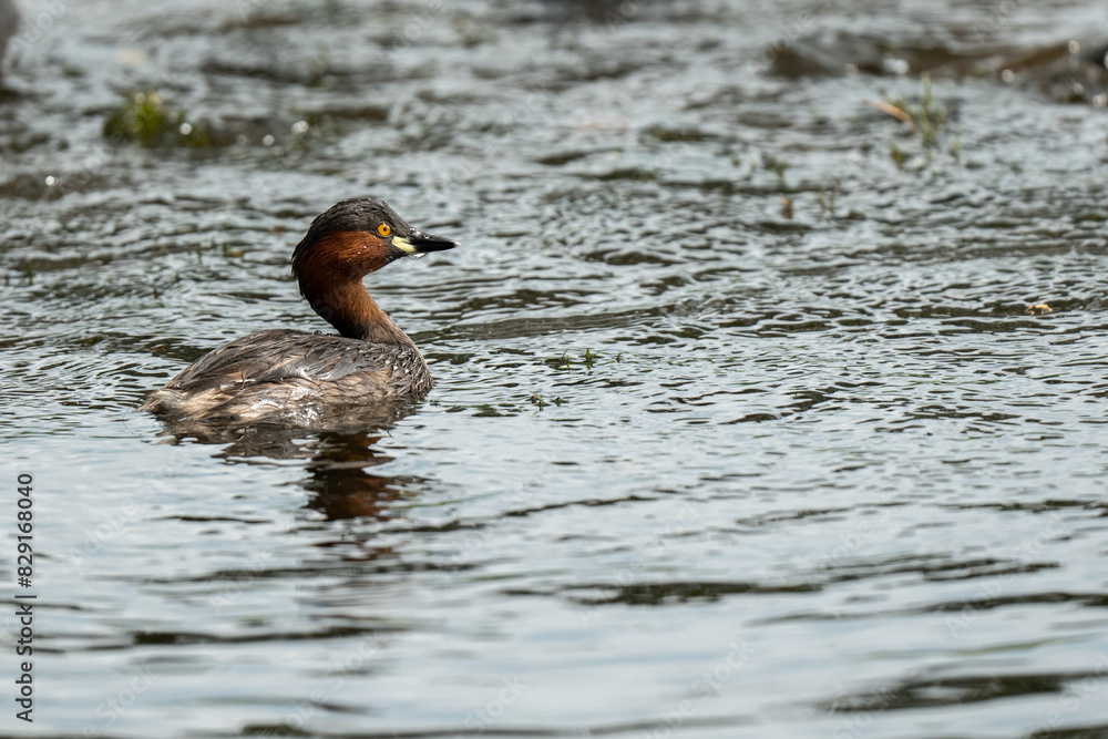 Little grebe (Tachybaptus ruficollis) swimming and hunting in a small pond on a sunny day in spring Little grebe (Tachybaptus ruficollis) swimming and hunting in a small pond on a sunny day in spring
