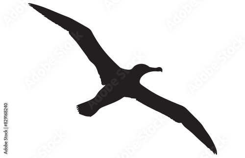 silhouettes of bird albatross, albatross bird silhouette vector illustration
 photo