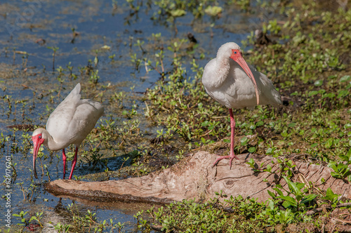 A pair of American White Ibis, Eudocimus albus, at the edge of a pond. One is resting, while the other is feeding.