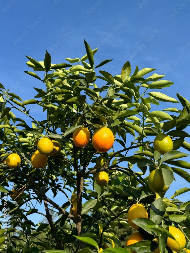 Oranges on Tree