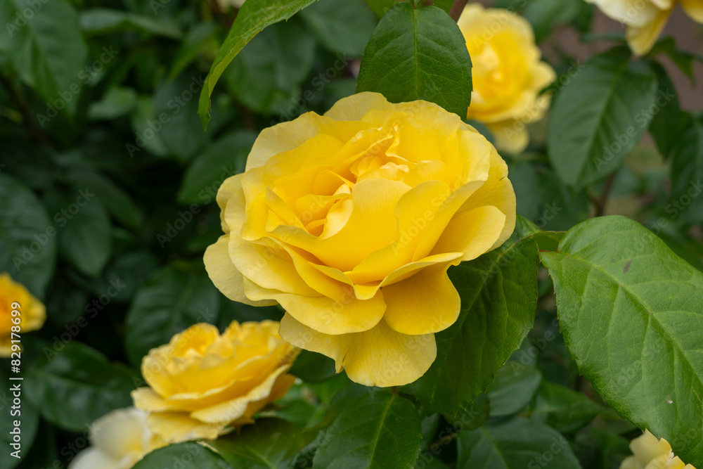Closeup of Happy Go Lucky rose flowers with leaves in a garden. Closeup of Happy Go Lucky rose flowers with leaves in a garden.
