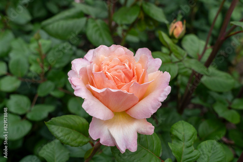 Closeup of a Princesse Charlene de Monaco (Rosa 'Duftjuwel') rose flower with leaves in a garden.