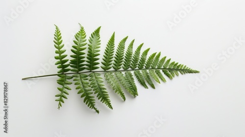 Green fern leaf leaves isolated on white background. Nature plant organic element.