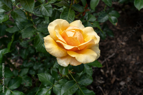 Closeup of a St. Tropez rose flower with leaves in a garden.