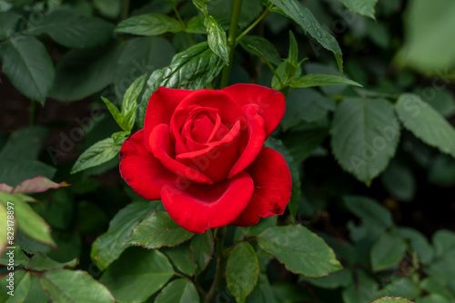 Closeup of an Olympiad rose flower with leaves in a garden.