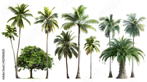 set of tropical trees isolated on white © asma