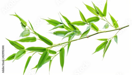 Isolated green bamboo on white background with depth of field