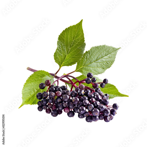 Black Elderberry Fresh Fruit On A Branch, Isolated On Transparent Background, For Design And Printing