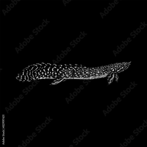 Ornate Bichir hand drawing vector isolated on black background.