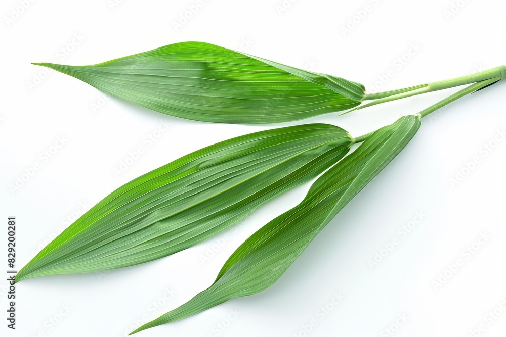 Sugar cane leaf on white background suitable for graphic design Sugar cane leaf on white background suitable for graphic design