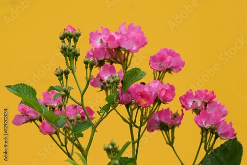 The rose flowers in a rose garden. It is said that there are 20,000 types of roses all over the world, and they are very popular for their beautiful appearance and scent. © tamu