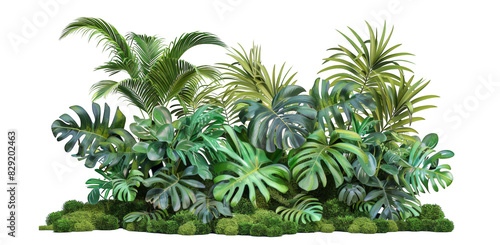 tropical plants in an arrangement on a white background, png.