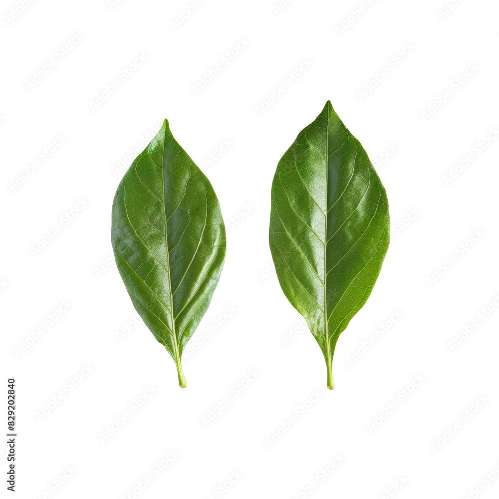 Fototapeta premium Two Green Leaves Against, Isolated On Transparent Background, For Design And Printing