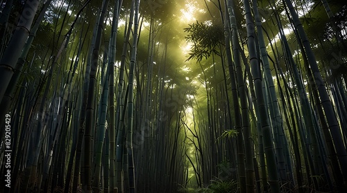 rays of light through trees