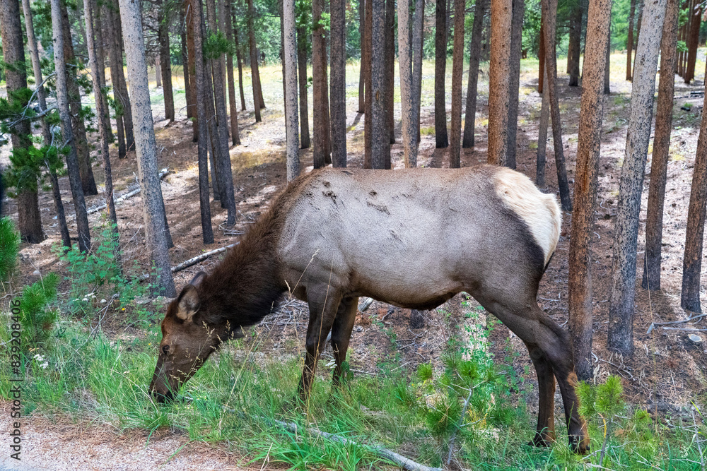 Elk Elk