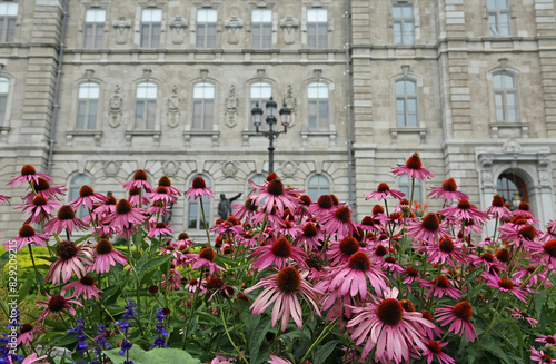Echinacea and Parliament - Quebec City, Canada