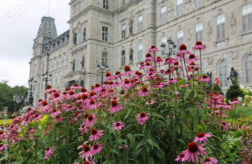 Echinacea flowers and Parliament - Quebec City, Canada