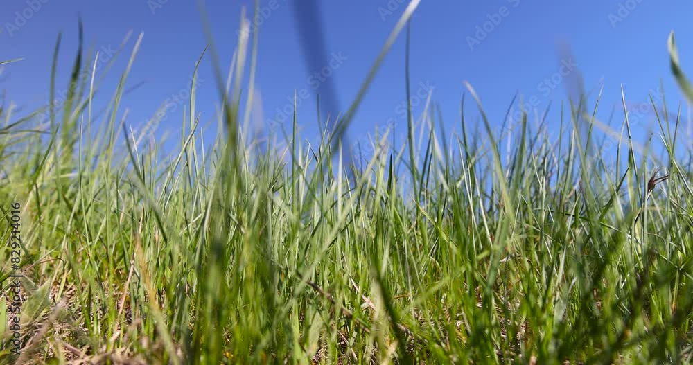 green grass against a blue sky, green grass growing on a hill in spring green grass against a blue sky, green grass growing on a hill in spring