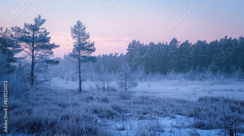 Wallpaper Mural Winter dawn view of icy pine trees in a marsh Torontodigital.ca