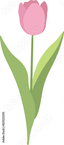 Bouquet of tulips illustration