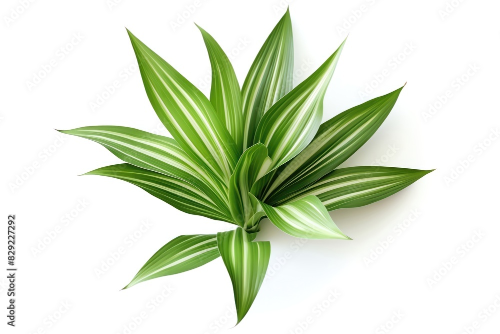 Fototapeta premium Dracaena Leaf