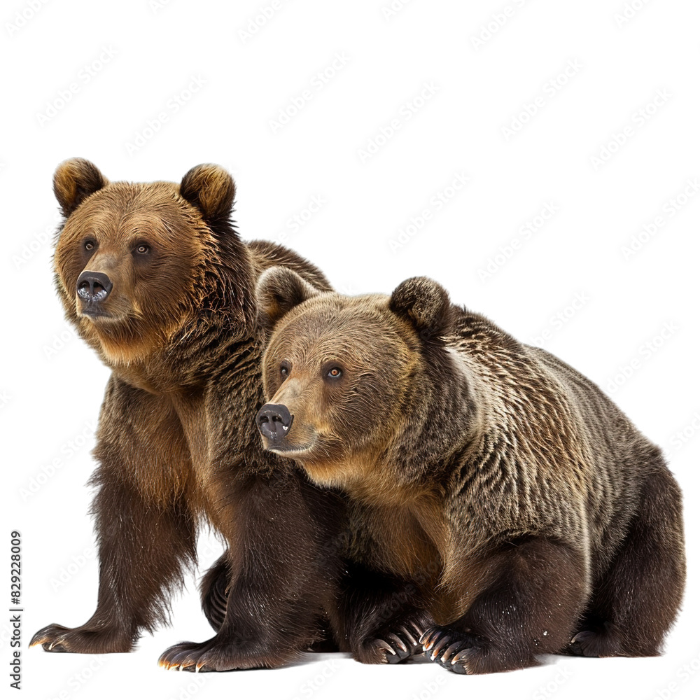 Obraz premium brown bear isolated