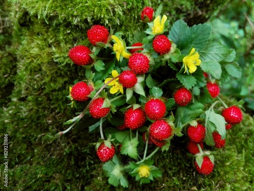 Mock strawberry, Indian strawberry, or false strawberry (Duchesnea indica) plant with red berry fruit, leaf & yellow flower. Asian medicinal plant for cancer prevention & beaty face mask, edible fruit photo
