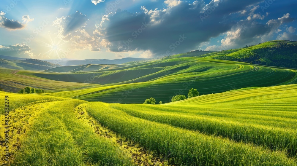 Obraz premium Agricultural Beauty Wheat Growing Freshly in Spring Field