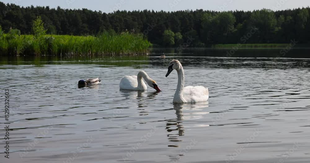 Swans swimming in the lake in early summer, white adult swans feed in sunny weather Swans swimming in the lake in early summer, white adult swans feed in sunny weather