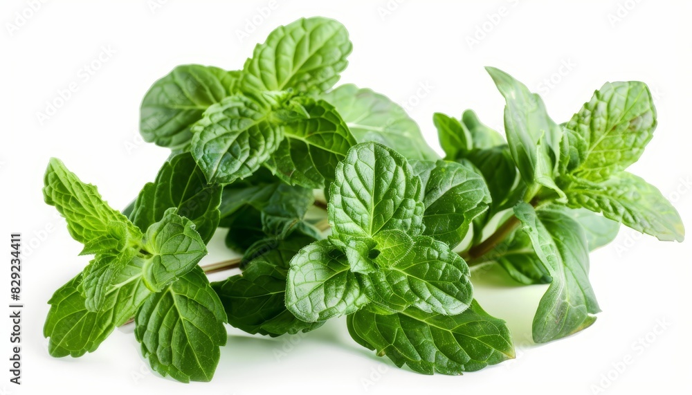Fresh green mint leaves isolated on white Tea seasoning Aromatic herb for medicine cosmetics and fragrance oil Fresh green mint leaves isolated on white Tea seasoning Aromatic herb for medicine cosmetics and fragrance oil