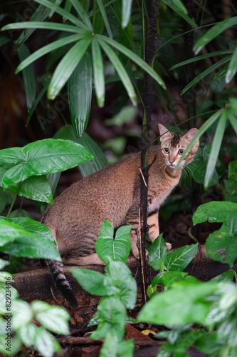 Tabby hiding in the jungle © chendongshan