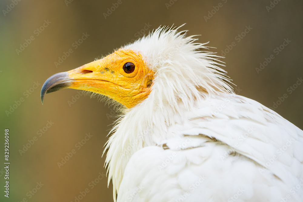 Close-Up: Head of Egyptian Vulture, Symbol of Ancient Majesty Close-Up: Head of Egyptian Vulture, Symbol of Ancient Majesty