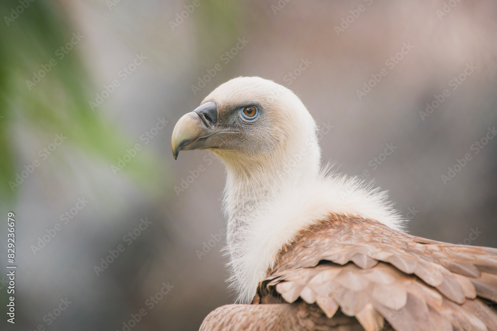 Close-Up: Head of European Griffon Vulture, Majesty in Detail Close-Up: Head of European Griffon Vulture, Majesty in Detail