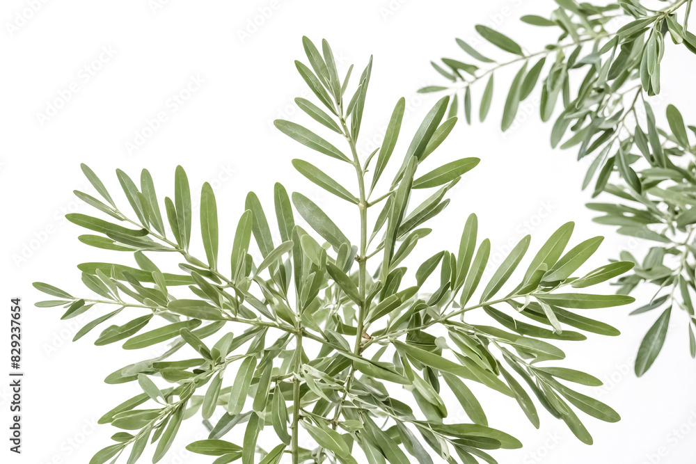 Obraz premium Olive Tree Branch with Green Leaves on White Background