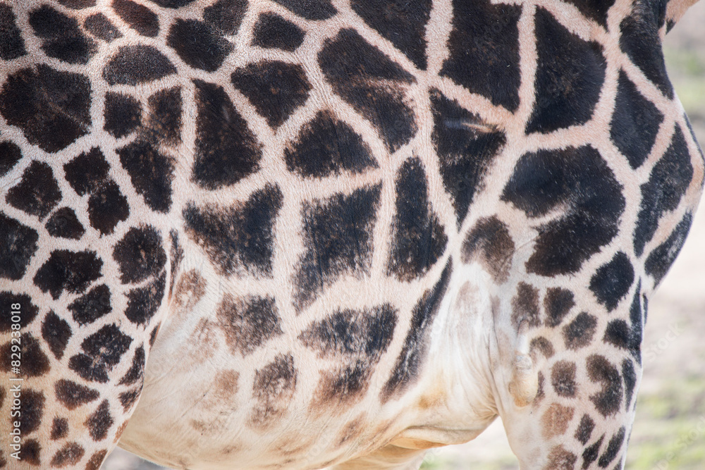 Close-Up: Intricate Pattern on the Side of a Giraffe Close-Up: Intricate Pattern on the Side of a Giraffe