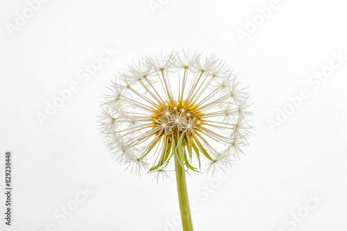 Wallpaper Mural Dandelion Closeup Torontodigital.ca