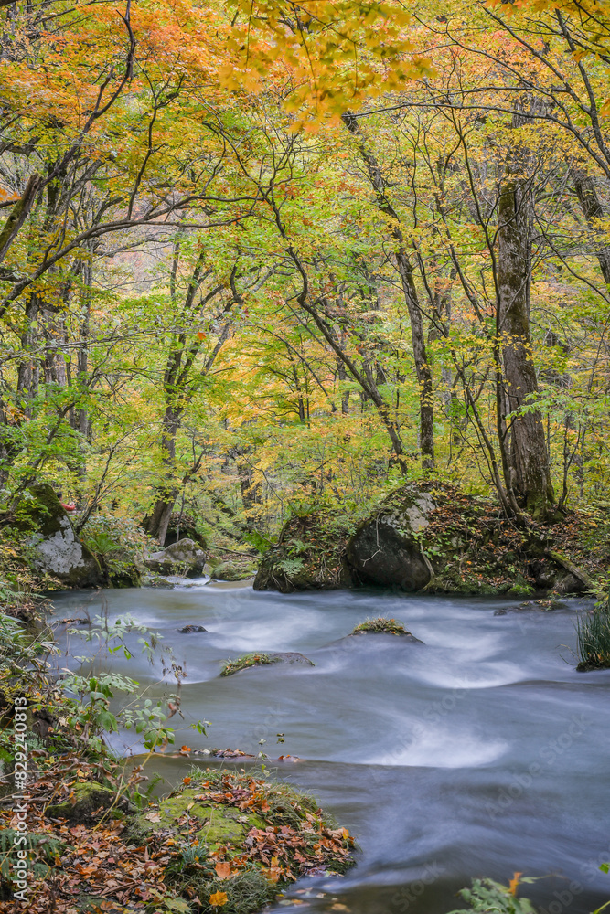 Landscape View Of Beautiful Autumn Red With Stream At Oirase Gorge , Towada, Aomori, Japan Landscape View Of Beautiful Autumn Red With Stream At Oirase Gorge , Towada, Aomori, Japan