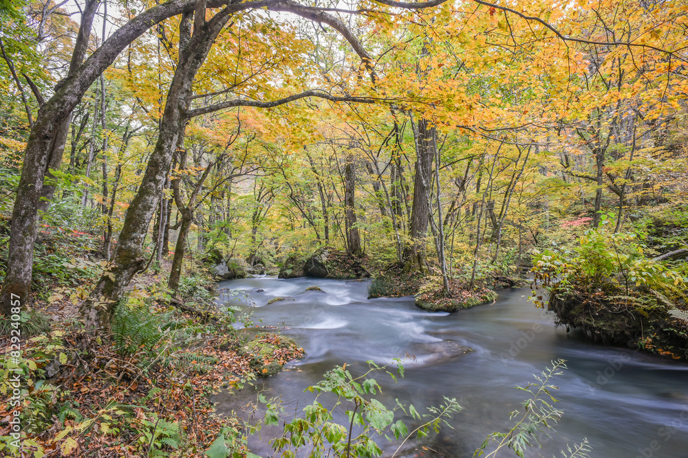 Landscape View Of Beautiful Autumn Red With Stream At Oirase Gorge , Towada, Aomori, Japan Landscape View Of Beautiful Autumn Red With Stream At Oirase Gorge , Towada, Aomori, Japan