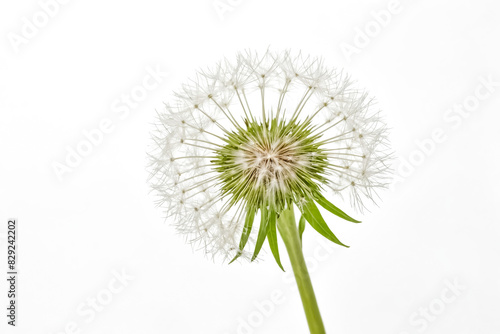 Wallpaper Mural Closeup of a dandelion seed head with white background Torontodigital.ca