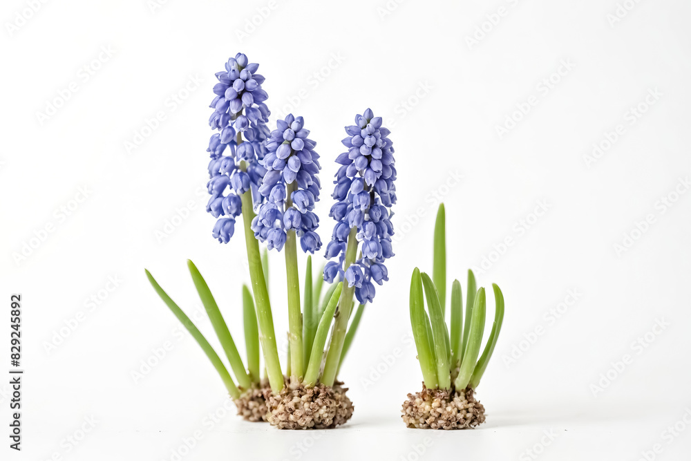 Fototapeta premium Grape Hyacinth Bulbs with Roots and Flowers on White Background