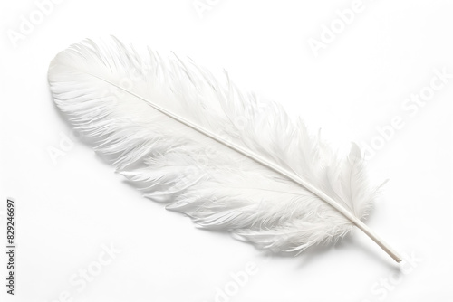 Single White Feather on White Background